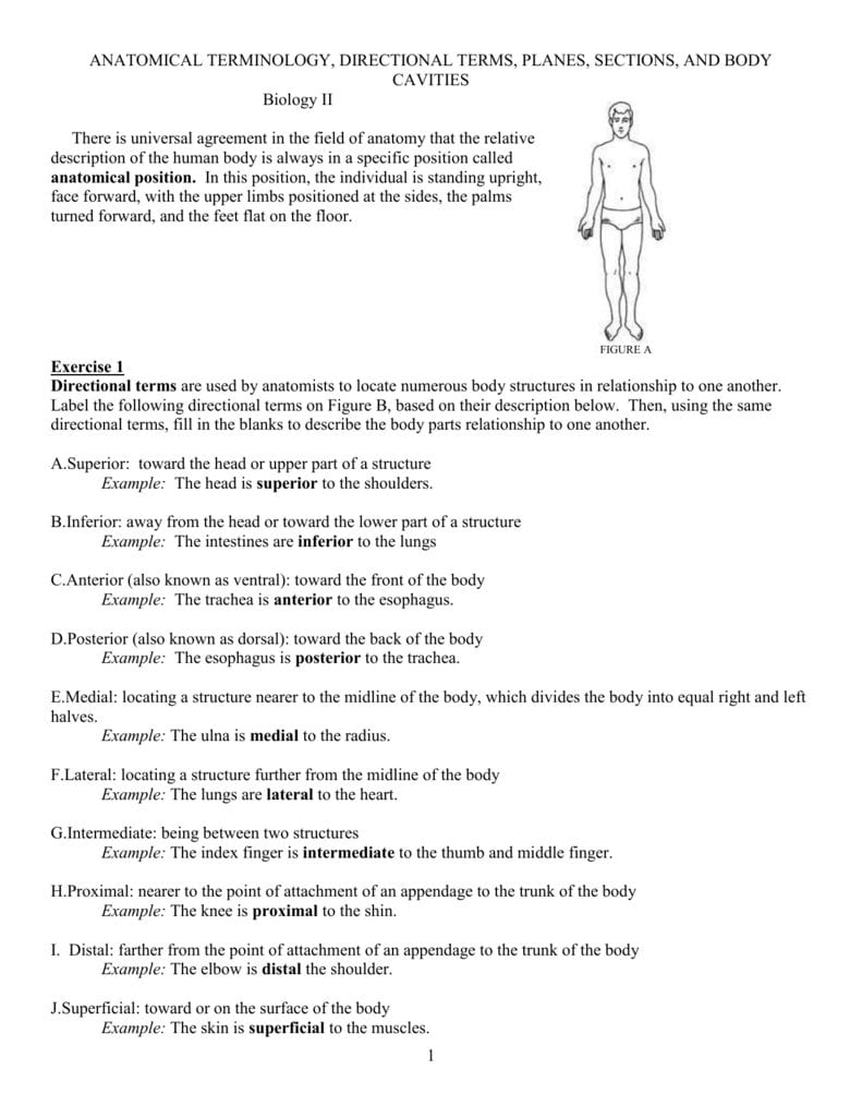 Anatomical Terminology Worksheet  Tchs Or Comprehending Anatomy And Physiology Terminology Worksheet Answers