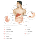 Anatomy Quiz – Digestive System Along With 9 5 Digestion In The Small Intestine Worksheet Answers