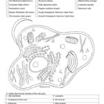 Animal And Plant Cell Coloring Together With Animal Cell Coloring Worksheet Answers