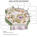 Animal And Plant Cells Worksheet Gcse Cell Worksheets Printable Pdf Inside Plant Cell Worksheet