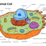 Animal Cell Coloring Labeled Org Incredible On Animal Cell Coloring In Animal Cell Coloring Worksheet Answers