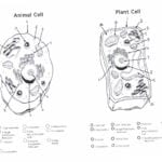 Animal Cell Coloring Page Answers  Mitchellfloresco With Plant And Animal Cell Coloring Worksheets
