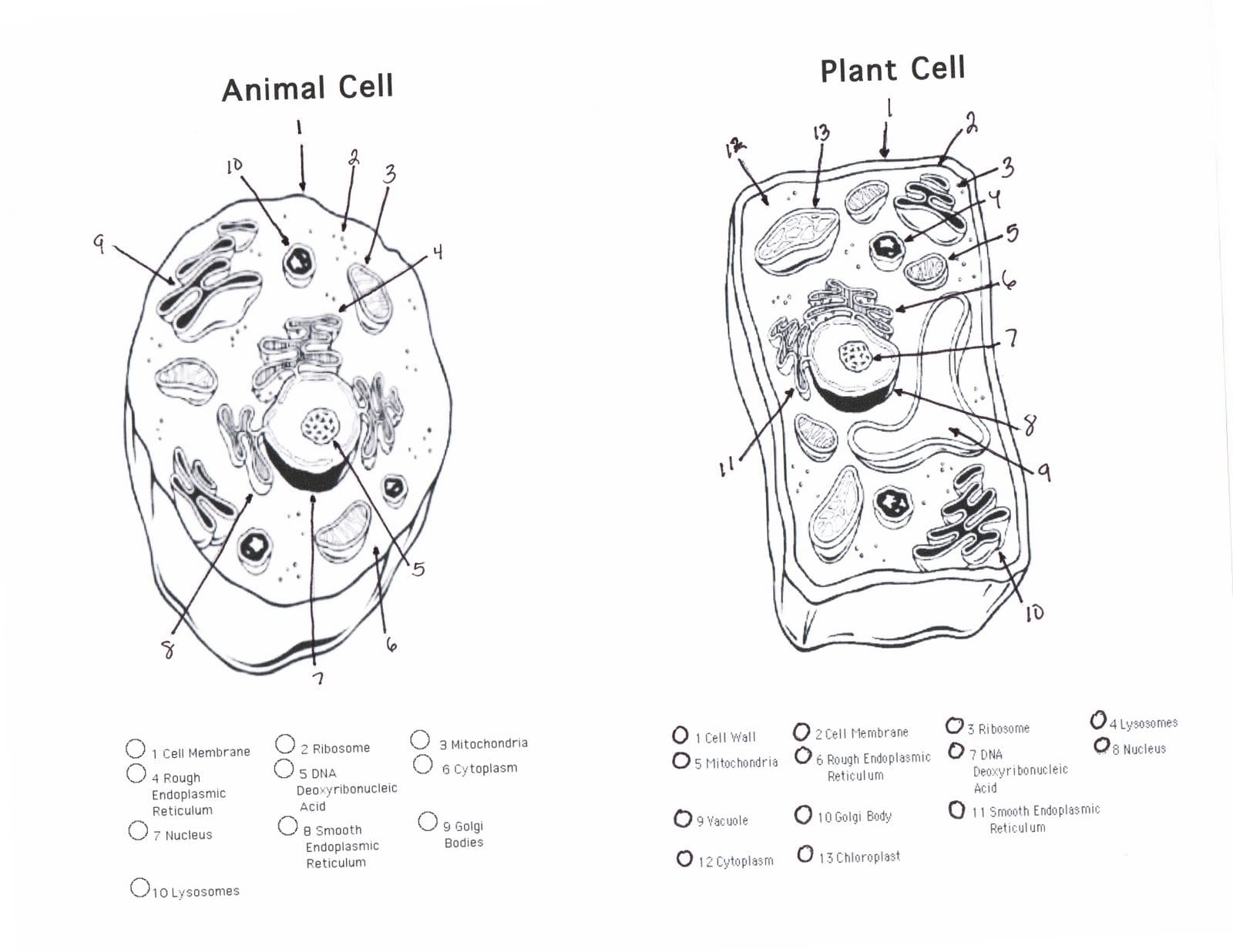 Animal Cell Coloring Page Answers  Mitchellfloresco With Plant And Animal Cell Coloring Worksheets