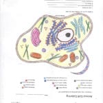 Animal Cell Coloring Page Answers  Ronniebrownlifesystems In Animal Cell Coloring Worksheet Answers