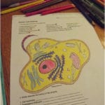 Animal Cell Coloring Sheet Answer Key Luxury Animal Cell Coloring Or Animal Cell Coloring Worksheet Answers