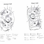 Animal Cell Coloring Worksheet Key Printable  Printable Coloring Pages In Animal Cell Worksheet