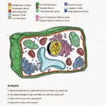 Animal Cell Diagram Coloring Page  Home Design Ideas  Home Design Inside Animal Cell Coloring Worksheet Answers