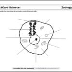 Animal Cell Diagram With Regard To The Animal Cell Worksheet