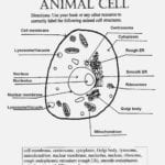 Animal Cell Worksheet Labeling Picture – Scarfoo – Label Information As Well As The Animal Cell Worksheet