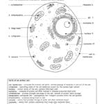 Animal Cell Ws Regarding The Animal Cell Worksheet