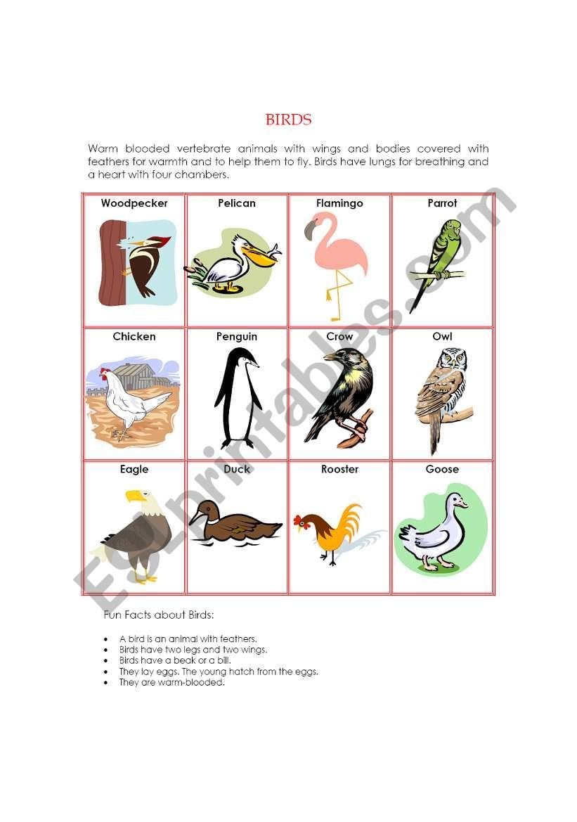 Animal Kingdom  Birds  Esl Worksheetichacantero With Facts About Birds Worksheet