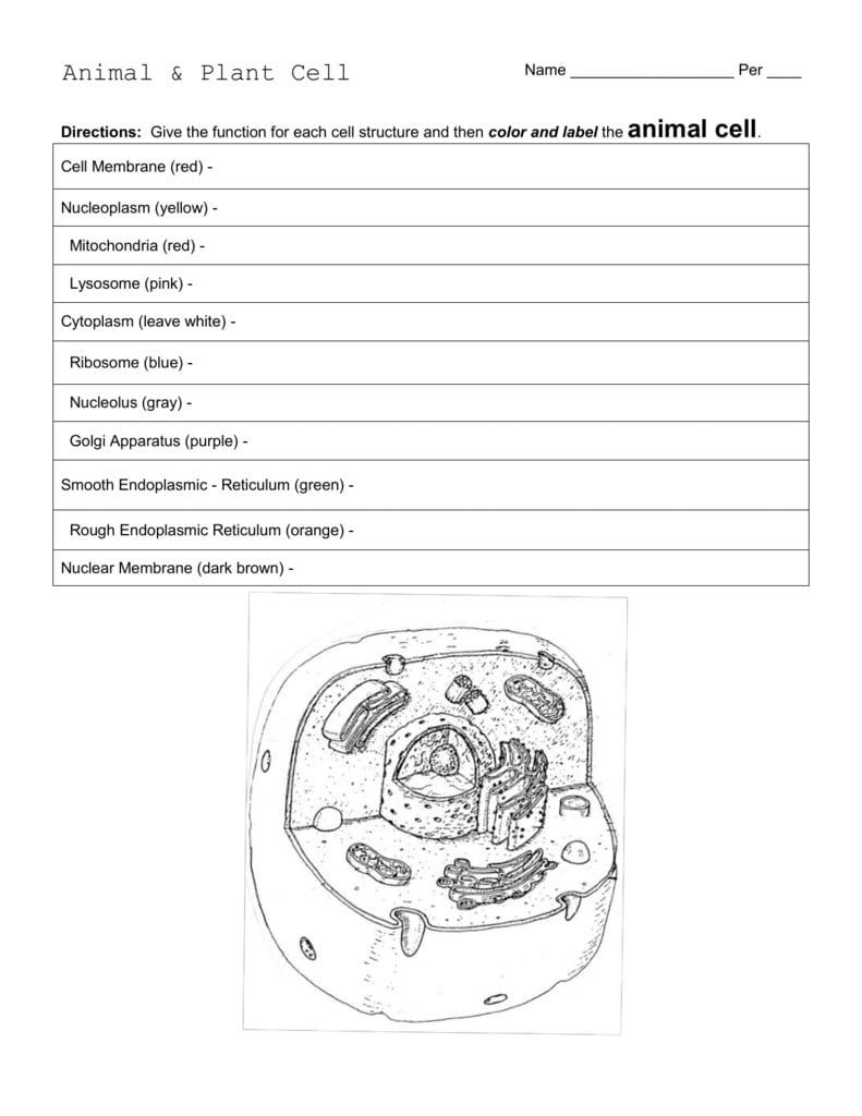 Animal  Plant Cell Worksheet With Animal Cell Worksheet