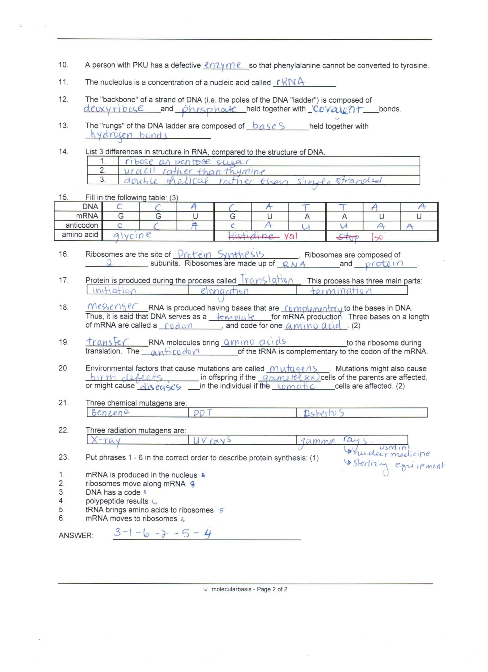 Answer Key Dna Protein Synthesis And Mutations Review  Ms Throughout Biology Protein Synthesis Review Worksheet Answer Key