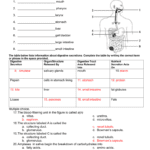 Answers Along With 9 5 Digestion In The Small Intestine Worksheet Answers