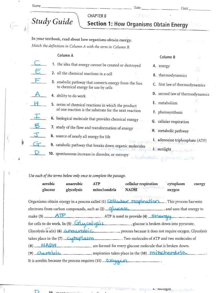 Answers To The Energy And Photosynthesis Study Guide In 8 1 Energy And Life Worksheet Answer Key