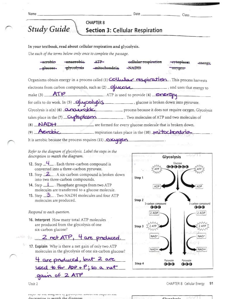 Answers To The Respiration Study Guide Or Chapter 9 Energy In A Cell Worksheet Answer Key