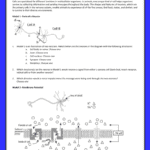 Ap Biology Name Neuron Structure Review Cells Are Specialized Regarding Protein Structure Pogil Worksheet Answers