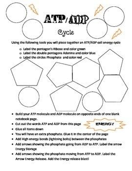 Atp And Adp Energy Cycle Buildashley's Interactive Biology Notebooks As Well As Atp Adp Cycle Worksheet 11