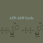 Atpadp Cycle Also Atp Adp Cycle Worksheet 11