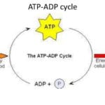 Atpadp Cycle Diagram  Quizlet In Atp Adp Cycle Worksheet 11