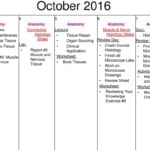 August First Day Of School Anatomy Activity Cp Syllabus  Ppt Or Body Tissues Worksheet