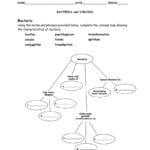 Bacteria And Characteristics Of Bacteria Worksheet