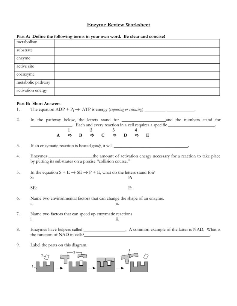 Biology 12  Enzymes  Metabolism Throughout Enzymes Review Worksheet
