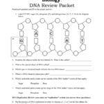 Biology Dna Review Packet With Dna Review Worksheet Answer Key