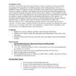 Body Tissues Elab And Tissue Worksheet Section A Intro To Histology Answers