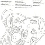 Bright Design Animal Cell Coloring Page Answers Plant  Coloring Inside Animal Cell Coloring Worksheet Answers
