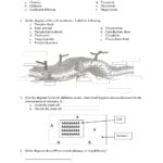 Brilliant Ideas Of Active And Passive Transport Worksheet Choice With Active And Passive Transport Worksheet