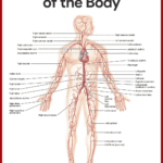 Cardiovascular System Anatomy And Physiology Study Guide For Nurses As Well As Cardiovascular System Worksheet Answers