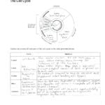 Cell Cycle And Mitosis Coloring Worksheet Answers – Cortexcolorco Inside Cell Cycle Worksheet Answer Key