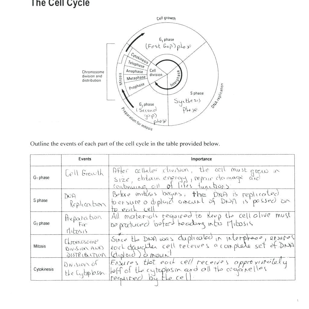 Cell Cycle And Mitosis Coloring Worksheet Answers – Cortexcolorco Inside Cell Cycle Worksheet Answer Key