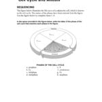 Cell Cycle And Mitosis Sequencing Also Worksheet 3 9 Mitosis Sequencing Answers