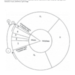 Cell Cycle Diagram Also Cell Cycle Labeling Worksheet