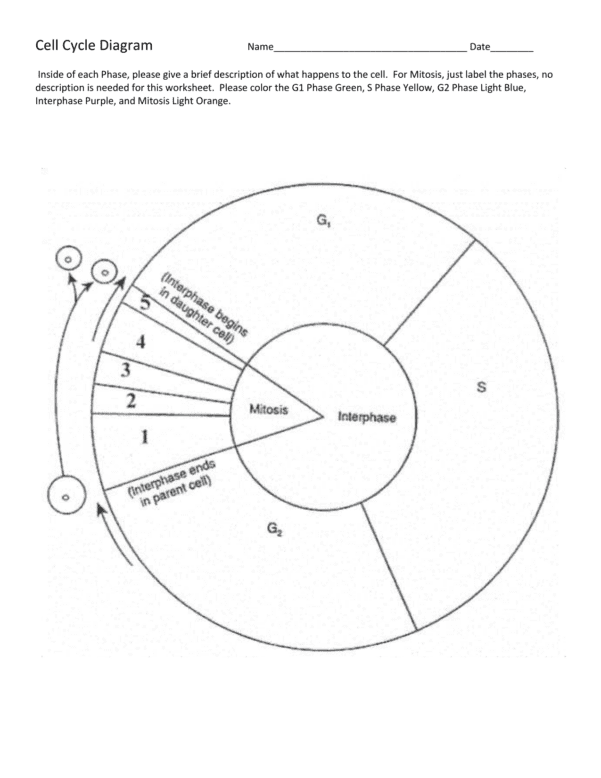 Cell Cycle Labeling Worksheet — excelguider.com