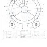 Cell Cycle Drawing Worksheet At Paintingvalley  Explore Also Cell Cycle Labeling Worksheet
