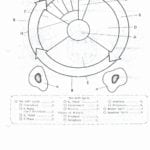 Cell Cycle Drawing Worksheet At Paintingvalley  Explore Together With Mitosis Coloring Worksheet Answer Key