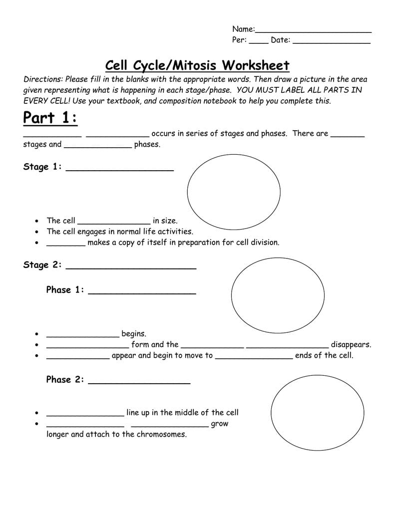 Cell Cyclemitosis Worksheet For Cell Cycle And Mitosis Worksheet Answers