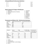 Cell Division Worksheet Answer Key Or Onion Cell Mitosis Worksheet Answers