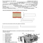 Cell Membrane And Tonicity Worksheet  Briefencounters Pertaining To Cell Membrane Amp Tonicity Worksheet