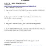 Cell Membrane  Cell Transport Passive And Active Webquest  Pdf Pertaining To Cell Transport Webquest Worksheet Answers