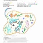 Cell Membrane Coloring Worksheet  Jvzooreview Along With Animal Cell Coloring Worksheet Answers