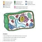 Cell Membrane Coloring Worksheet  Jvzooreview For Plant And Animal Cell Coloring Worksheets