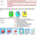 Cell Membrane  Tonicity Worksheet  Pdf Regarding Cell Membrane Amp Tonicity Worksheet