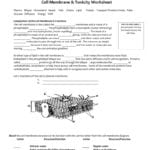 Cell Membrane  Tonicity Worksheet Within Cell Membrane Structure And Function Worksheet