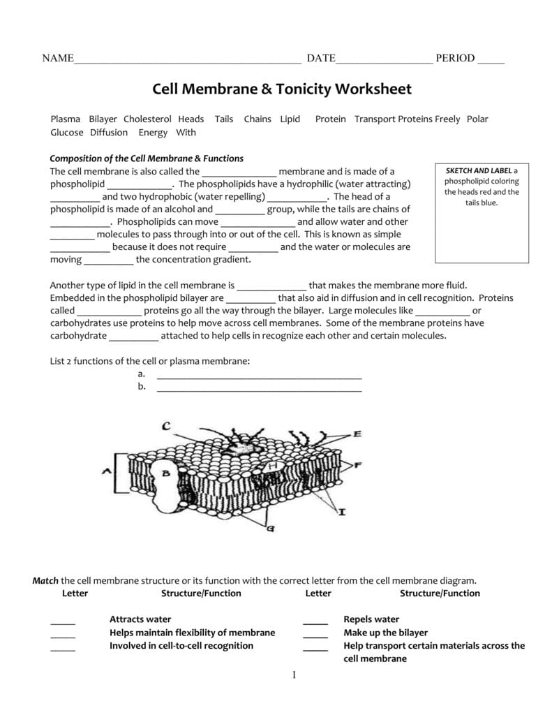 Cell Membrane  Tonicity Worksheet Within Cell Membrane Structure And Function Worksheet