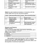 Cell Membranes Worksheet  Docsity With Regard To Cell Membrane Structure And Function Worksheet