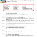 Cell Organelles And Their Functions For Cell Organelles And Their Functions Worksheet